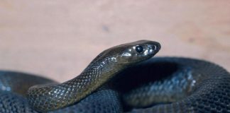 OVU ZMIJU SRBI ZOVU ČUVARKUĆA, IZLAZI SAMO U JEDNOM SLUČAJU: Zaledićete se kada čujete razlog njenog pojavljivanja