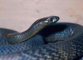 OVU ZMIJU SRBI ZOVU ČUVARKUĆA, IZLAZI SAMO U JEDNOM SLUČAJU: Zaledićete se kada čujete razlog njenog pojavljivanja