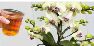 Sipajte samo jednom i doći će do eksplozije! Orhideje cvjetaju odmah i proizvode nove cvjetove NONSTOP tokom cijele godine! Zanimljivosti
