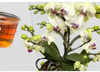 Sipajte samo jednom i doći će do eksplozije! Orhideje cvjetaju odmah i proizvode nove cvjetove NONSTOP tokom cijele godine! Zanimljivosti