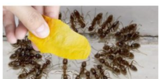 Domaći TRIK za rješavanje mrava u vikendici i vrtu: Samo ga stavim na zemlju i sutradan mrava nema!