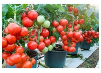 Čim zasadite paradajz, MORATE ga zaliti 3 puta ovom otopinom: Sigurno da nikada prije niste imali takav urod! (FOTO)