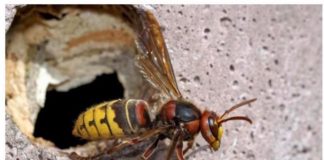 U slučaju da doživite ubod stršljena, hitno djelovanje je ključno za očuvanje vašeg zdravlja i sprječavanje eventualnih alergijskih reakcija.