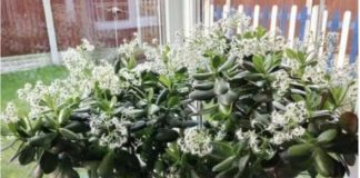 Čak ni svekrva nije slutila da može tako lijepo da procvjeta: Bilo je dovoljno da ovo sipate pravo u SAKSIJU i krasula je procvjetala za sedam dana!