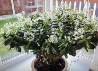 Čak ni svekrva nije slutila da može tako lijepo da procvjeta: Bilo je dovoljno da ovo sipate pravo u SAKSIJU i krasula je procvjetala za sedam dana!