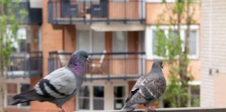 Stavite 1 predmet na terasu i otjeraćete golubove zauvijek: Sitnica od koje bježe glavom bez obzira