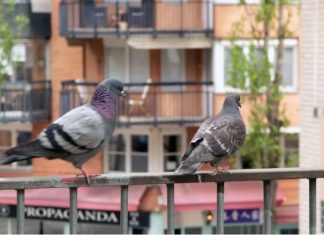 Stavite 1 predmet na terasu i otjeraćete golubove zauvijek: Sitnica od koje bježe glavom bez obzira