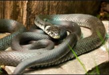 Zmije ovaj miris ne podnose, čim ga osete nikad više se ne vraćaju! Sezona kreće, Srbi, ovo će vas jedino spasiti!