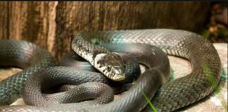 Zmije ovaj miris ne podnose, čim ga osete nikad više se ne vraćaju! Sezona kreće, Srbi, ovo će vas jedino spasiti!