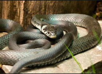 Zmije ovaj miris ne podnose, čim ga osete nikad više se ne vraćaju! Sezona kreće, Srbi, ovo će vas jedino spasiti!