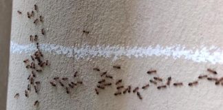Imate mrave u kući i kuhinji koji nikako da odu: Ovim trikom ih isterajte – Deluje već posle prvog prskanja!