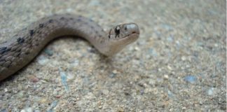 OVAKO ĆETE OTJERATI ZMIJE IZ DVORIŠTA: 1 stvar ne podnose, nikad se više neće pojaviti u blizini