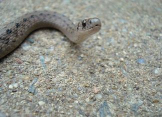 OVAKO ĆETE OTJERATI ZMIJE IZ DVORIŠTA: 1 stvar ne podnose, nikad se više neće pojaviti u blizini