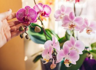 Kako da naterate orhideju da ponovo procveta? 2 supene kašike rastvora za 5 dana će napraviti čudo