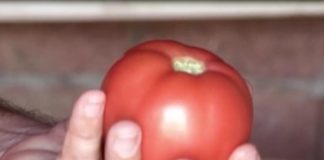 Ljudi sa ovim problemima nikako ne bi smeli jesti paradajz: Samo pogoršava stanje, može biti kobno