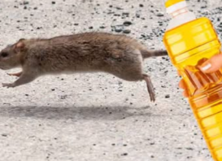 TRIK DA SE JEDNOM ZAUVIJEK RIJEŠITE MIŠEVA!😲👆 Ako imate problem s glodavcima u kući, podrumu ili garaži, evo kako ga konačno možete riješiti!