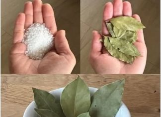 MOJA BAKA JE UVIJEK STAVLJALA LOVOROV LIST U SO 🧂🍃 Kad sam saznala zašto, ostala sam bez riječi – nikad nisam vidjela ništa slično