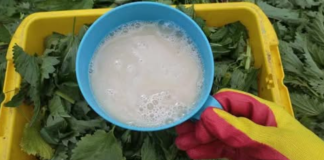 Nakon ovoga, krastavci, paradajz i paprike rastu kao požar: Ljeti samo prelijte ovo čudo direktno na korijenje i nećete prepoznati svoj urod!