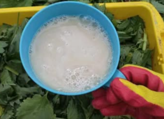 Nakon ovoga, krastavci, paradajz i paprike rastu kao požar: Ljeti samo prelijte ovo čudo direktno na korijenje i nećete prepoznati svoj urod!