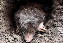 Krtice u bašti prave ogromnu štetu, evo kako da ih se rešite: Sipajte ovaj napitak u zemlju i odmah će pobeći