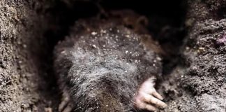 Krtice u bašti prave ogromnu štetu, evo kako da ih se rešite: Sipajte ovaj napitak u zemlju i odmah će pobeći