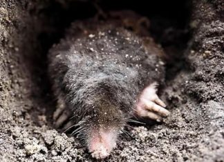 Krtice u bašti prave ogromnu štetu, evo kako da ih se rešite: Sipajte ovaj napitak u zemlju i odmah će pobeći