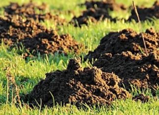 Krtice se ovoga užasno plaše: Stavite ga u rupu i nikada ih više nećete videti