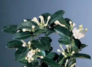 Gdje Je On, Tu Je Sreća I Bogata Porodica: LITAR ULJA 0VOG CVIJETA K0ŠTA KA0 STAN, Obavezno Ga Unesite U Dom