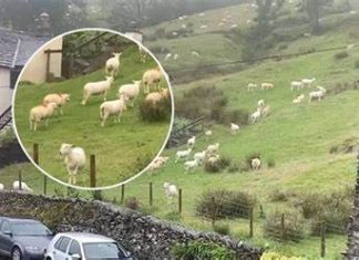 SNIMALA OVCE pa primjetila nešto vrlo čudno: “Nisam mogla vjerovati svojim očima! Kako je to moguće?”