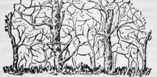 Prva životinja koju vidite na ilustraciji otkriće vam apsolutno sve o vašoj ličnosti i to bez greške