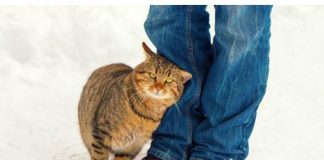 Zašto se mačka trlja o noge svog vlasnika? Mnogi pogrešno tumače to ponašanje,a ustavri ona vam nešto važno poručuje….