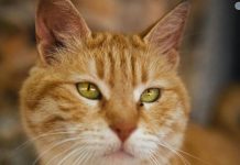 Ako vam je na kućni prag došla nepoznata mačka, to znači samo jedno – PRIPREMITE SE