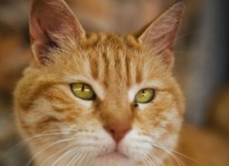 Ako vam je na kućni prag došla nepoznata mačka, to znači samo jedno – PRIPREMITE SE