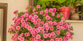 Ovih 7 biljaka obožavaju plus 40 stepeni i mogu da izdrže najžešće udare vetra: Pronašli smo cveće koje uspeva na svačijoj terasama