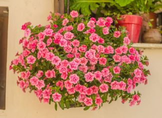 Ovih 7 biljaka obožavaju plus 40 stepeni i mogu da izdrže najžešće udare vetra: Pronašli smo cveće koje uspeva na svačijoj terasama