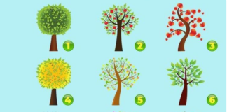 TEST LIČNOSTI-IZABERI DRVO SVOJIH SNOVA: Ovo je SUROVI TEST koji će OTKRITI sve ono što KRIJEŠ