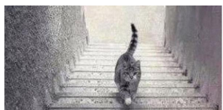 PSIHOLOŠKI TEST – DA LI MAČKA SA SLIKE SILAZI ILI SE PENJE UZ STEPENICE: Odgovor otkriva kakva ste ličnost zapravo!