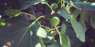 Nije samo orah u pitanju: Naši stari nikad nisu sadili smokvu blizu kuće, evo i zbog čega