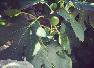 Nije samo orah u pitanju: Naši stari nikad nisu sadili smokvu blizu kuće, evo i zbog čega