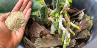 Dovoljna je 1 žličica ovog praha! Čak će i najslabije orhideje čarobno procvjetati