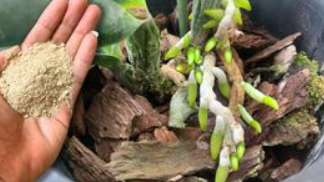 Dovoljna je 1 žličica ovog praha! Čak će i najslabije orhideje čarobno procvjetati