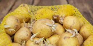 KROMPIR brzo klija? Čuvajte ih zajedno sa ovim proizvodom. Ni jedan neće proklijati!