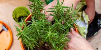 Veruje se da ove 2 biljke privlače bogatstvo i sreću u kuću: Veoma je važno na kom mestu stoje