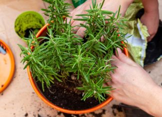 Veruje se da ove 2 biljke privlače bogatstvo i sreću u kuću: Veoma je važno na kom mestu stoje