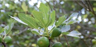 Imate li drvo smokve u svom dvorištu? Znate li da njegovo lišće može da vam pomogne, evo kako da ga iskoristite