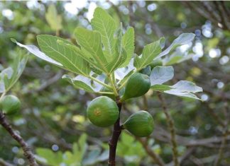 Imate li drvo smokve u svom dvorištu? Znate li da njegovo lišće može da vam pomogne, evo kako da ga iskoristite