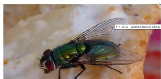 KUĆA VAM JE PUNA MUHA, EVO ŠTA ĆE IH OTJERATI BRZINOM MUNJE: Treba vam samo JEDNA NAMIRNICA!