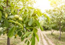 Veruje se da ova biljka donosi nesreću: Nikada je ne sadite, a ako je dobijete na poklon – odmah je bacite iz kuće!