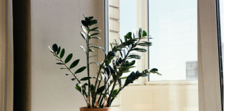 Zamija se ne stavlja bilo gdje: Samo jedno mjesto u domu privlači novac i sreću