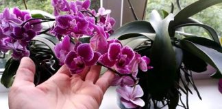 SIPAO SAM OVO NA KORIJENJE! Odjednom je orhideja procvjetala sa mnogo grana i pustila zdravo korijenje.